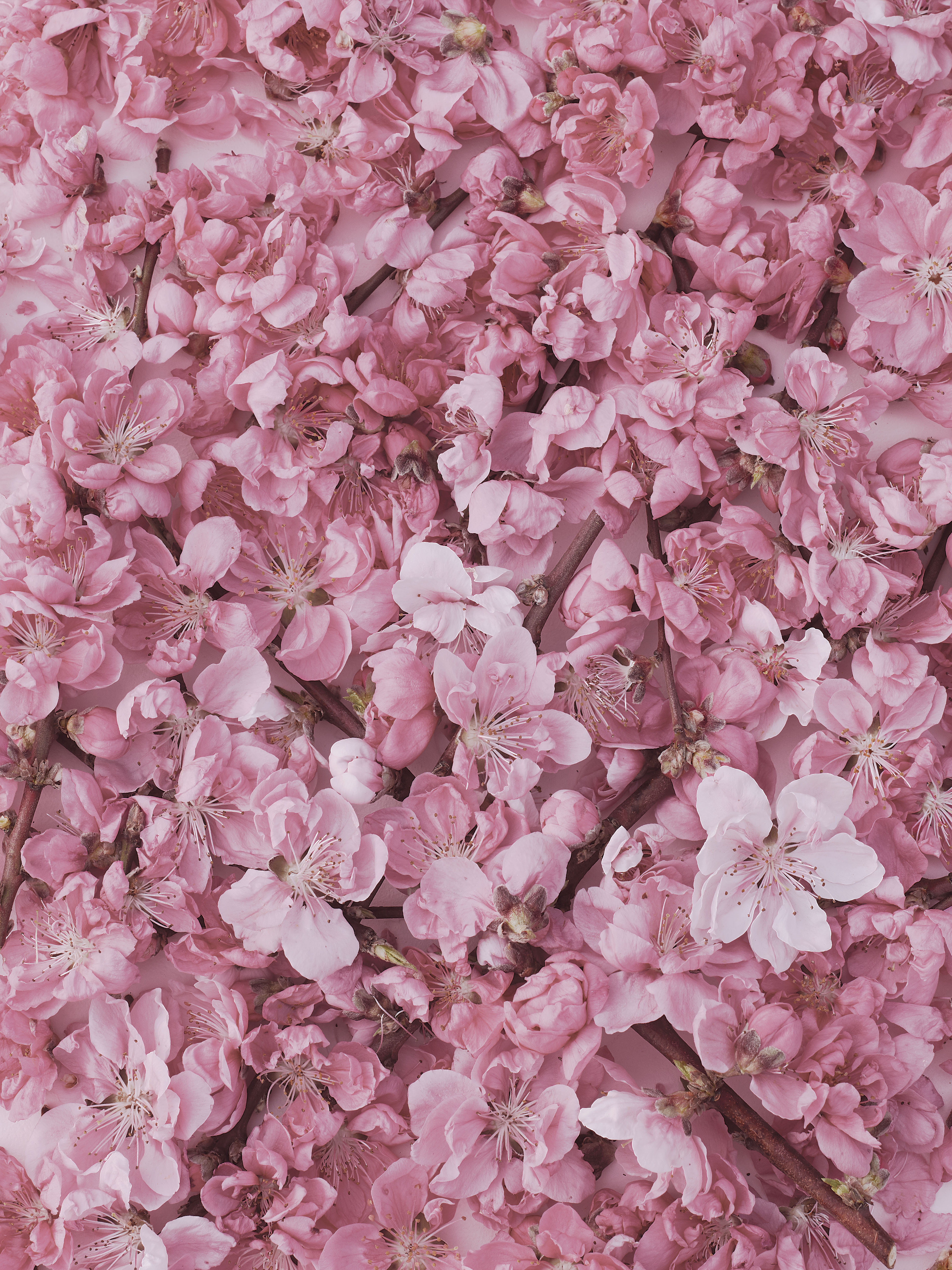 cherryalmond